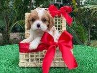 Safkan cavalier king charles yavruları mevcut