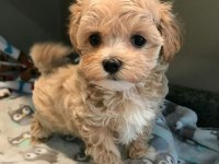 Ruhsatlı İşletmeden Garantili Mini Bebek Yüzlü Maltipoo