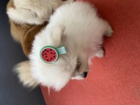 Pomeranian 45 günlük köpekler