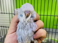 Show jumbo muhabbet kuşu