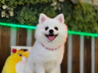 Pomeranian Bebeğimiz
