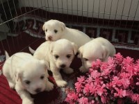 Kucuk Tatlı Mınık Köpekler