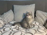 Teslime Hazır British Shorthair Yavrular