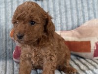 Eşsiz Güzellikte Toy Poodle Yavrumuz