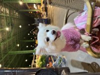 Pomeranian tilki surat