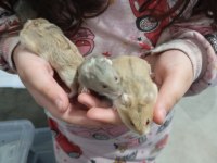 Yavru gonzales hamster