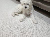 Maltese - Malta Terrier 3 aylık
