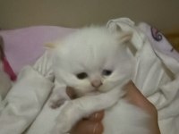 50 günlük british shorthair yavrularımız