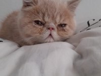 5 aylık son yavru exotic shorthair