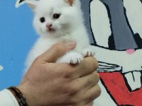British shorthair ve scottish fold yavru köpeklerimiz