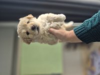 Maltipoo yavrum 55 günlük