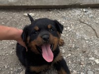 Rottweiler Dişi Yavru Sakarya