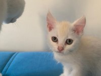 1 yaşında anne ve kızımız british shorthair