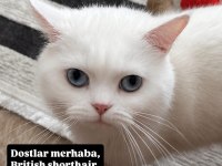 Kedim Kaju Yeni Sahibini Arıyor