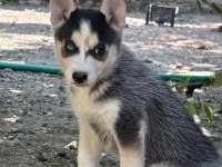 Yakışıklı ve güzel husky köpekler