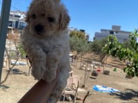 Çok tatlı maltipoo yavrularımız