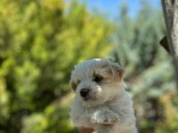 2 aylık malta terrier cinsi 0 numara