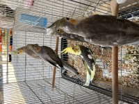 Bebek sultan papağanları