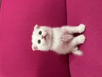 2 adet beyaz scottish fold 40 günlük