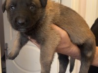 Safkan Irk Garantili Malinois Köpekler