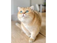 GOLDEN BRİTİSH SHORTHAİR YAVRULAR