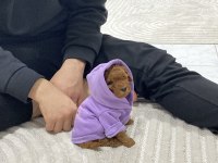 Bebek Toy Poodle