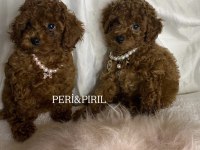 Kilo ve sağlık garantili poodle yavrular