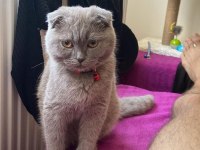 1 yaşında scottish fold eş ilanı