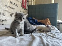 Kusursuz Ayı Surat Silver Tabby British Shorthair Yavrumuz