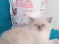 İran chinchilla ve İran persian