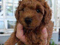 Toy Poodle Yavrularımız Ömürlük Aileleri Bekliyor