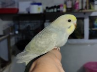 Bebek muhabbet kuşları
