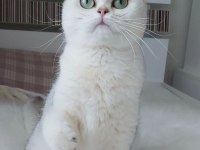 Bursa Silver Ns 11 dişi 2 yaşında british shorthair
