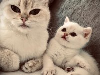 British longhair 3 aylık dişi