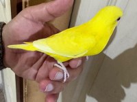30 GÜNLÜK LUTİNO BEBEK MUHABBET KUŞU