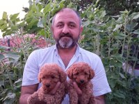 Mini boy poodle yavrularımız ırk garantili teslim