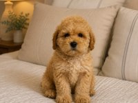 Muhteşem Poodle Minikler