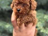 WC EĞİTİMLİ  TOY POODLE YAVRULARI