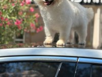 Orjinal şecereli pomeranian boo