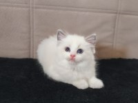 Peri masalı ragdoll yavrularım