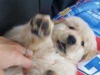 Sarı Şeker Golden Retriever Yavrular