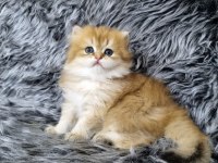 HARİKA ERKEK YAVRU