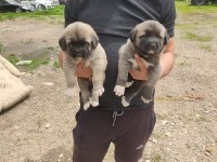 Sivas merkez anne sütün den kesilmiş kangal yavruları