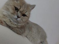 1 Buçuk Yaşında Dişi British Shorthair