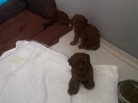 Toy poodle yavruları