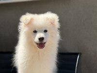 Babyface Samoyed Yavrumuz