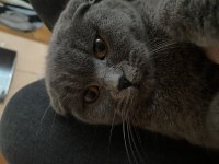 Kızımıza yuva arıyoruz scottish fold