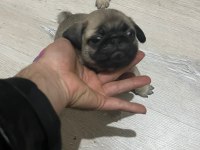 43 Günlük Temiz Kan Pug Yavrular
