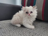 İran kedisi yavruları