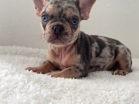 RENKLİ GÖZLÜ FRENCH BULLDOG YAVRULARIM